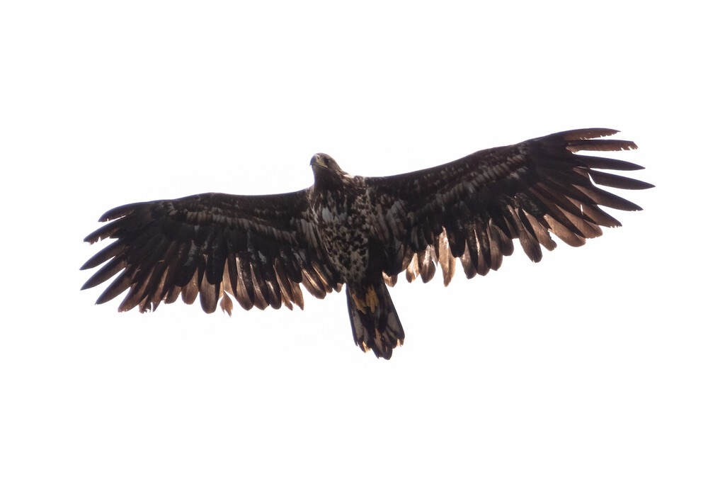 The return of the European white-tailed eagle in Asturias